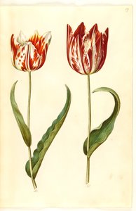 Tulip Gessneriana (ara-Tulipa)finès tekijältä Hans Simon Holtzbecker