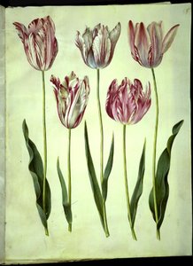 Tulipa gesneriana (have-tulppaani) tekijältä Hans Simon Holtzbecker