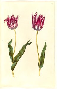 Tulipa gesneriana (have-tulppaani) tekijältä Hans Simon Holtzbecker