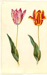 Tulipa gesneriana (have-tulppaani) tekijältä Hans Simon Holtzbecker