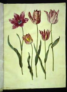 Tulipa gesneriana (have-tulppaani) tekijältä Hans Simon Holtzbecker