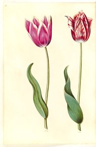 Tulipa gesneriana (have-tulppaani) tekijältä Hans Simon Holtzbecker