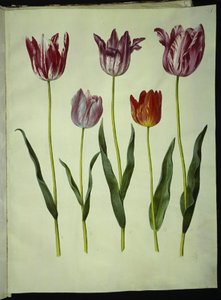 Tulipa gesneriana (have-tulppaani) tekijältä Hans Simon Holtzbecker