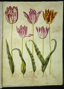 Tulipa gesneriana (have-tulppaani) tekijältä Hans Simon Holtzbecker