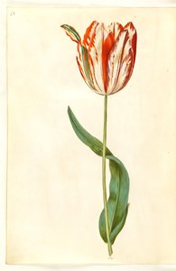Tulipa gesneriana (have-tulppaani)