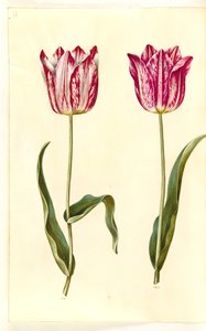 Tulipa gesneriana (have-tulppaani) tekijältä Hans Simon Holtzbecker