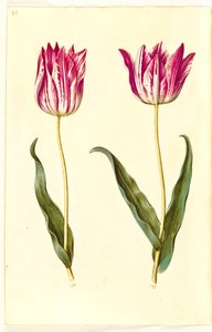 Tulipa gesneriana (have-tulppaani) tekijältä Hans Simon Holtzbecker