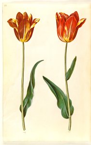Tulipa gesneriana (have-tulppaani) tekijältä Hans Simon Holtzbecker