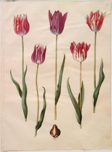 Tulipa gesneriana (have-tulppaani) tekijältä Hans Simon Holtzbecker