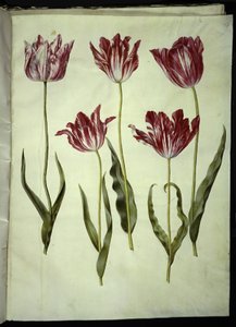 Tulipa gesneriana (have-tulppaani) tekijältä Hans Simon Holtzbecker
