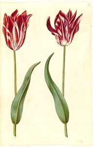 Tulipa gesneriana (have-tulppaani) tekijältä Hans Simon Holtzbecker