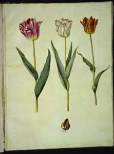 Tulipa gesneriana (have-tulppaani) tekijältä Hans Simon Holtzbecker