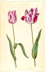 Tulipa gesneriana (have-tulppaani) tekijältä Hans Simon Holtzbecker