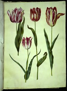 Tulipa gesneriana (have-tulppaani) tekijältä Hans Simon Holtzbecker
