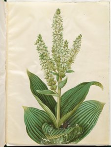 Veratrum albumi (valkoinen taittuva lehti) tekijältä Hans Simon Holtzbecker