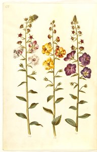 Verbascum blattaria (klase-kongelys); Foinikialainen verbascum (violetti-congelys) tekijältä Hans Simon Holtzbecker