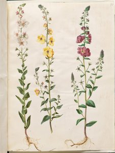 Verbascum blattaria (klase-kongelys); Foinikialainen verbascum (violetti-congelys) tekijältä Hans Simon Holtzbecker