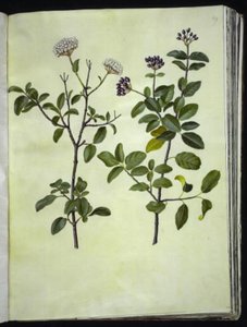 Viburnum tinus (talven lumipallo) tekijältä Hans Simon Holtzbecker