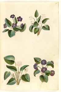 Viola odorata (marts-viul) tekijältä Hans Simon Holtzbecker