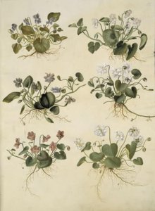 Viola odorata (marts-viul) tekijältä Hans Simon Holtzbecker