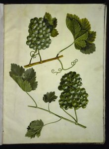 Vitis vinifera (tavallinen viini) tekijältä Hans Simon Holtzbecker