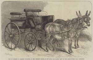 Neiti Burdett Couttsin esittelemä aasipari valjaissa Mule and Donkey Show