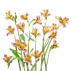 Värikäs alstroemeria-kukkakimppu tekijältä Hardik Pandya