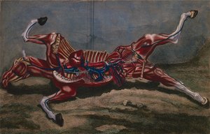 Hevosen anatomia, Philippe-Etienne Lafossen (1738-1820) kirjasta "Cours d