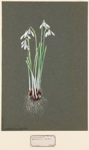 Galanthus nivalis L. Lumikello, c1903-1915. tekijältä Harold Drinkwater