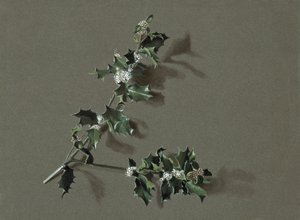 Ilex aquifolium L. Common Holly, c1870-1920. tekijältä Harold Drinkwater