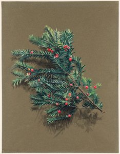 vero USB ACCA he L. Y extra, 1903-1915. tekijältä Harold Drinkwater