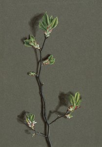 Ulmus glabra Huds Wych Elm, 1870-1920. tekijältä Harold Drinkwater