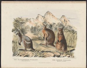 Australian nisäkkäät (Krefft) Nla.obj-33627803-13 Mustaraidallinen Wallaby ja Common Wallaby tekijältä Harriet Morgan