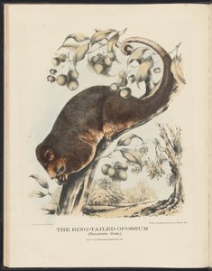 Australian nisäkkäät (Krefft) Nla.obj-33627803-8 Ring-tailed Opossum tekijältä Harriet Morgan