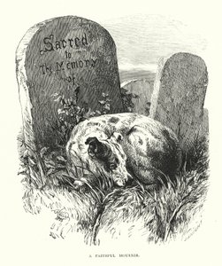 Uskollinen sureja (kaiverrus) tekijältä Harrison William Weir