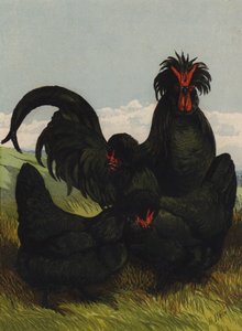 Creve Coeur (chromolitho) tekijältä Harrison William Weir