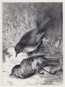 Robinin puolison kuolema (kaiverrus) tekijältä Harrison William Weir