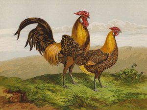 Kultakynäiset hampurilaiset (chromolitho) tekijältä Harrison William Weir