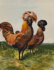 Golden-spangled puola (chromolitho) tekijältä Harrison William Weir