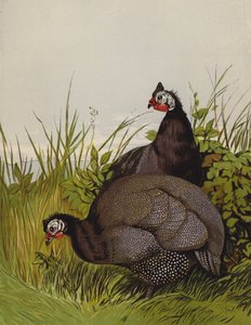 Helmikanat (chromolitho) tekijältä Harrison William Weir