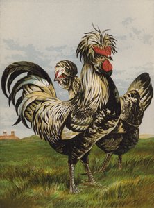 Houdans (chromolitho) tekijältä Harrison William Weir
