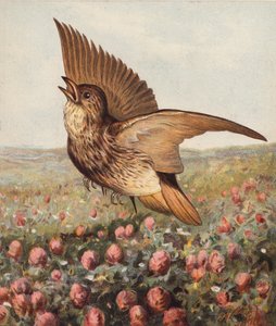 Apilassa (värilitografia) tekijältä Harrison William Weir