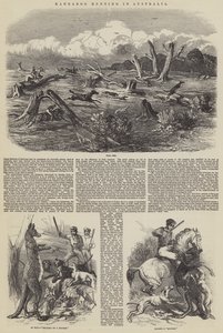 Kengurun metsästys Australiassa