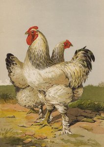 Kevyet brahmat (chromolitho) tekijältä Harrison William Weir