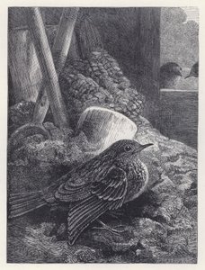 Little Robin Safely Housed (kaiverrus) tekijältä Harrison William Weir
