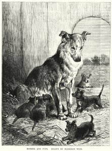 Äiti ja pennut (kaiverrus) tekijältä Harrison William Weir