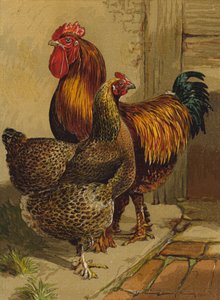 Partridge Cochins (chromolitho) tekijältä Harrison William Weir
