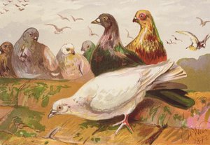 Kyyhkyset (värilitografia) tekijältä Harrison William Weir