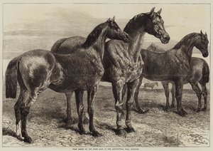 Palkintohevoset hevosnäyttelyssä Agricultural Hallissa, Islingtonissa tekijältä Harrison William Weir