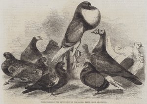 Palkintokyyhkyset Halifax Fancy Pigeon Associationin viimeaikaisessa näyttelyssä